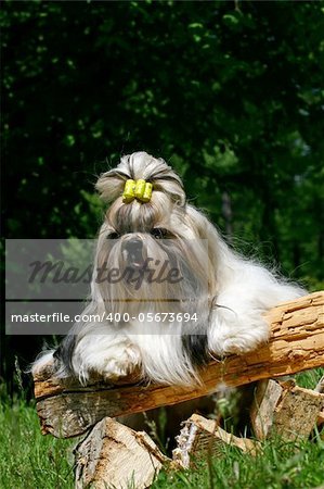 The Shih Tzu  is a breed of small companion dog of very ancient type, with long silky fur. The breed originated in China, possibly by way of Tibet. The name is both singular and plural.