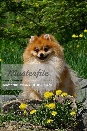 The Pomeranian (often known as a Pom) is a breed of dog of the Spitz type, named for the Pomerania region in Central Europe (today part of eastern Germany and northern Poland) and classed as a toy dog breed because of its small size. As determined by the Federation Cynologique Internationale the Pomeranian is part of the German Spitz breed, and in many countries, they are known as the Zwergspitz (