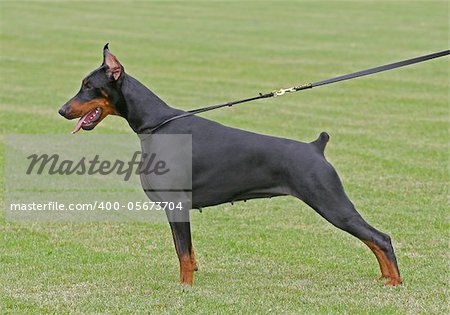 The Doberman Pinscher (alternatively spelled Dobermann in many countries) or Doberman is a breed of domestic dog. Dobermann Pinschers are among the most common of pet breeds, and the breed is well known as an intelligent, alert, and loyal companion dog. Although once commonly used as guard dogs, watch dogs, or police dogs, this is less common today. In many countries, Dobermann Pinschers are one o