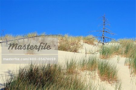 Grass and dead trees in sand dunes at leba - poland