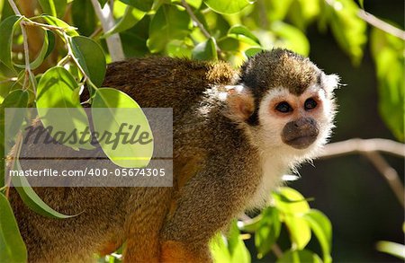 Close up of a common squirrel monkey perched in a tree branch.  This monkey lives in captivity in a zoo.