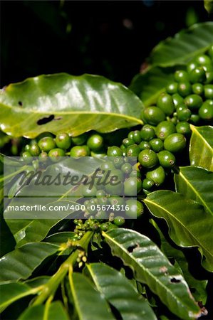 Green coffee beans growing on the branch in Kauai, Hawaii.