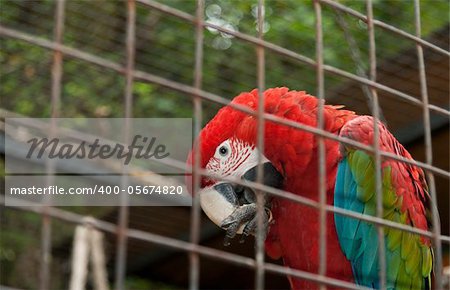 Big varicolored parrot in hutch in zoo of the Prague