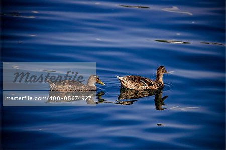Two brown ducks swimming and floating on blue water surface - sea reflections
