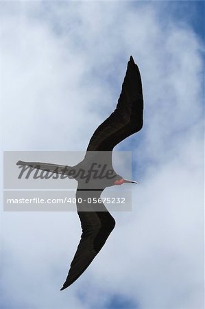 A male magnificent frigatebird (Fregata magnificens) fills the frame flying off the Galapagos Islands, Ecuador against a blue sky and white clouds vertical