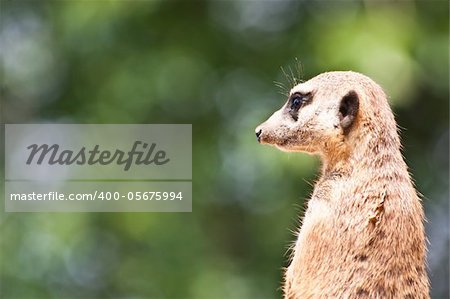 The meerkat or suricate, Suricata suricatta, is a small mammal belonging to the mongoose family.