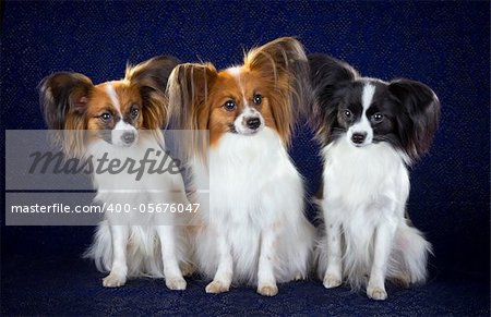 Three dog breeds Papillon on dark blue background