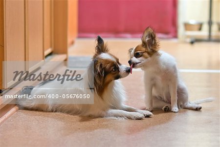 Papillon puppy licks in the adult dog's nose