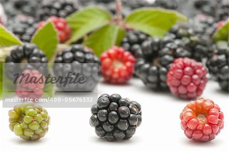 freshly picked blackberries on white background