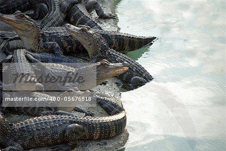 alligators in a pile near a pool of reflective water