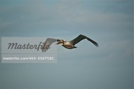 A brown pelican (Pelecanus occidentalis) in flight in Florida.