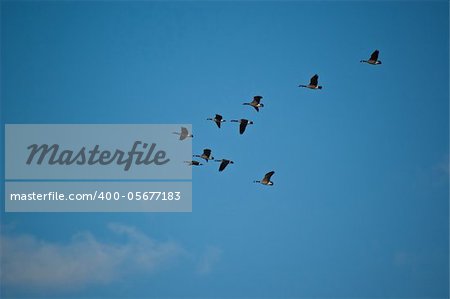 A flock of Canada geese (branta canadensis) fly through a blue sky.