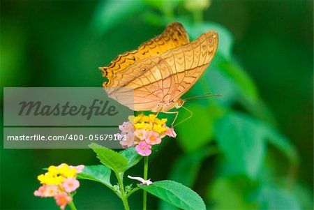 Butterfly on a Flower