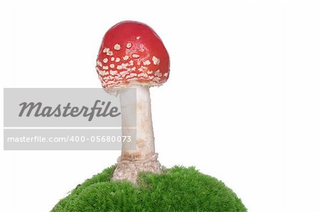 red growing from moss toadstool