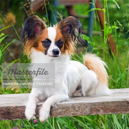 Portrait young dog breed Papillon