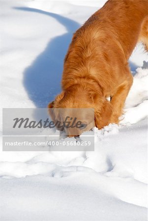 orange young golden retriever dog sniffing at snow