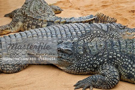 Crocodiles lying next to each other on sand