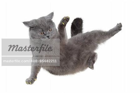 British cat dancing breakdance isolated on white