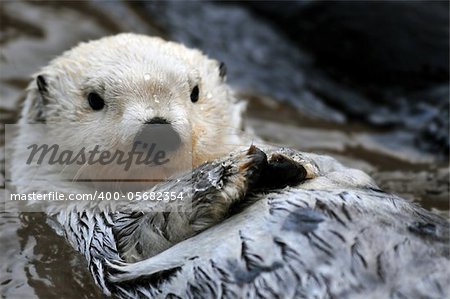 Closeup of a cute arctic sea otter relaxing in the water