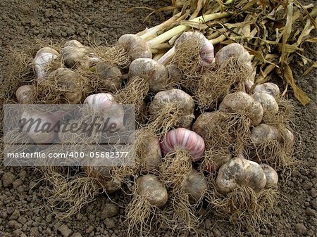 some garlic bulbs with tops on the ground