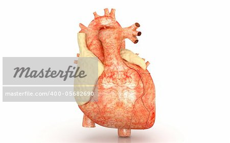 3d heart on a white background