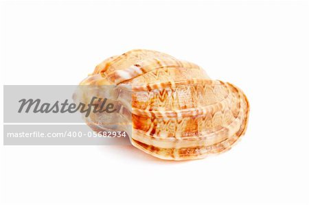 Harpa Kajiyama sea shell isolated on white background