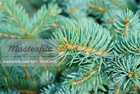 Close-up of fir tree branches