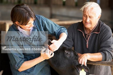 Farmer With Vet Examining Calf