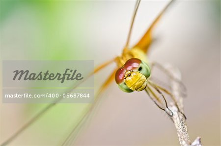 dragonfly in garden or in green nature