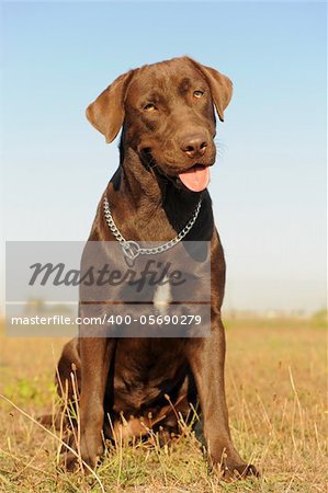 purebred female  labrador retriever in a field