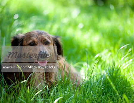 Brown dog resting in the grass.