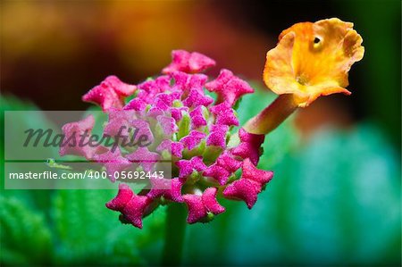 Close-up view of lantana camara flower with details on the center petals