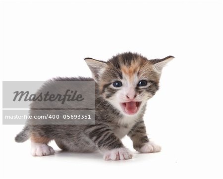 Hissing Newborn Domestic Kitten On White