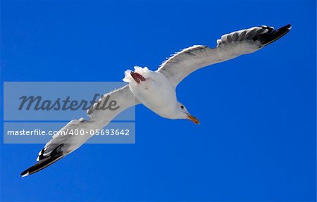 The flying seagull on a background of clear blue sky