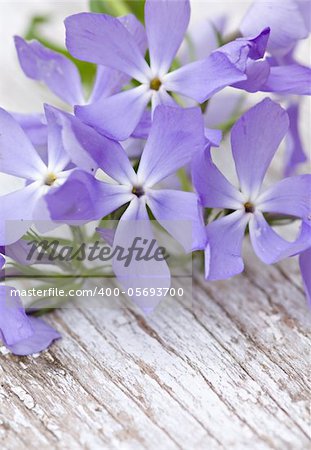 Beautiful blue flowers on wooden background. Natural light