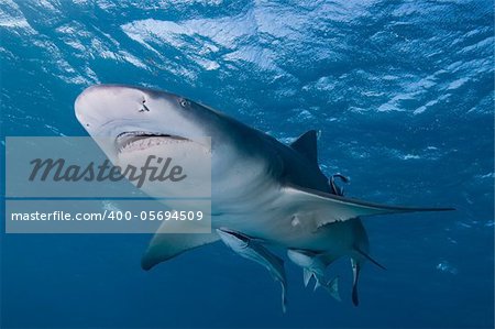 A close up on a lemon shark swimming by, Bahamas