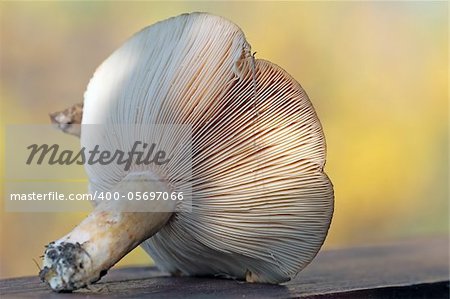 Wild edible mushroom reverse side view