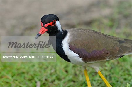 beautiful red-wattled lapwing(Vanellus indicus)