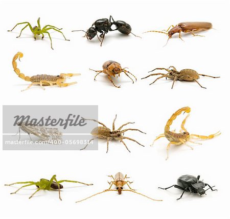 variety of insects isolated on white background