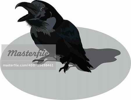 raven raven