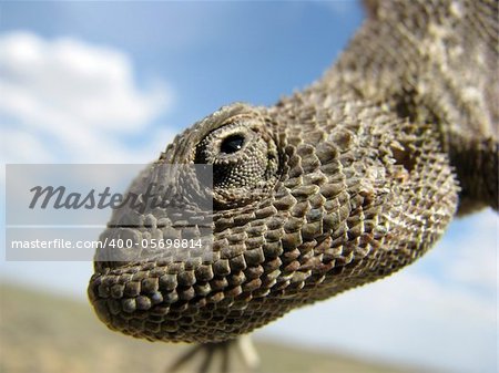 Portrait of a lizard (steppe agama) against the sky with clouds. Looks like it is smiling.