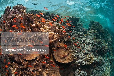 A school of fairybasslets swimming around a sunlit reef, Red sea, Egypt