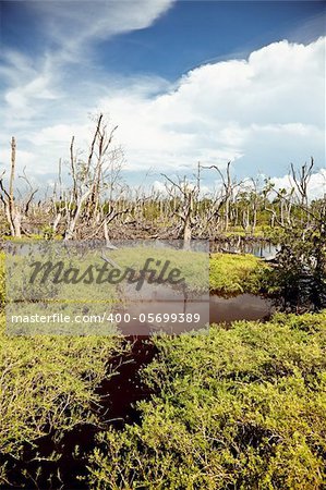 flooding forest beautiful landscape photo