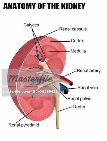 Anatomy of the kidney, vector illustration (for basic medical education, for clinics & Schools)