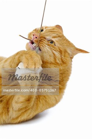 Playful cat and a toy mouse in a string.