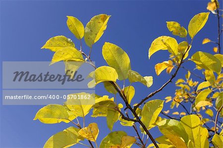 Yellow autumn leaves on apple trees against blue sky