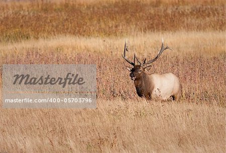 Bull elk during fall in Yellowstone national park