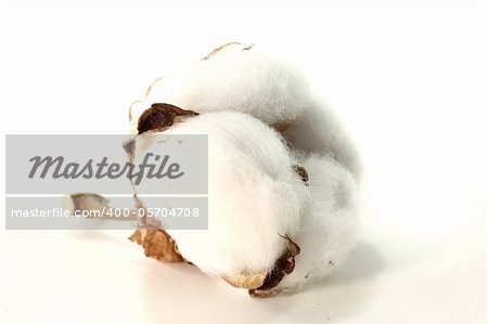 one white Cotton blossom on a white background