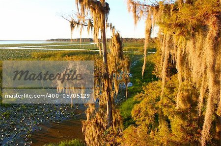 Spanish Moss sways in the wind in a swamp of central Florida.