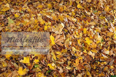 Carpet of yellow leaves from different trees in autumn